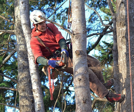 Any Height Tree Cutters Inc
